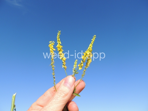 sweetclover, yellow